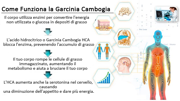 come funziona garcinia cambogia come funziona garcinia cambogia