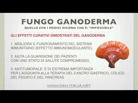 ganoderma effetti curativi ganoderma effetti curativi