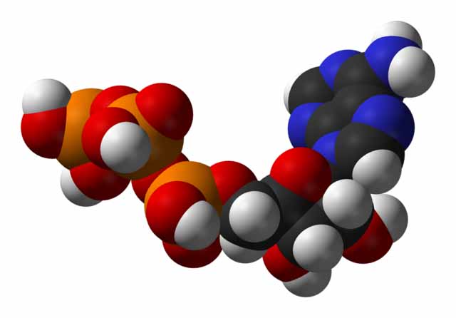 Adenosina trifosfato metabolismo cellulare