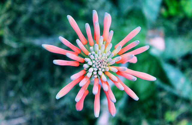 Fiore di Aloe coltivato in Spagna
