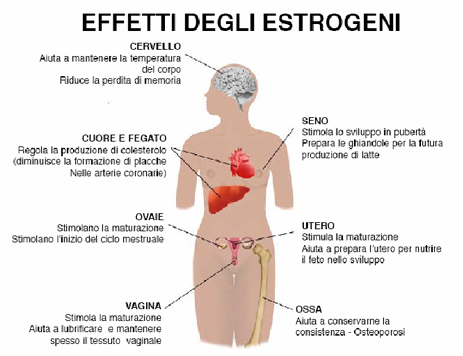 estrogeni per aumentare il seno