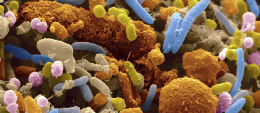 Microbiota intestinale al microscopio Microbiota intestinale al microscopio