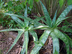 quando raccogliere aloe vera