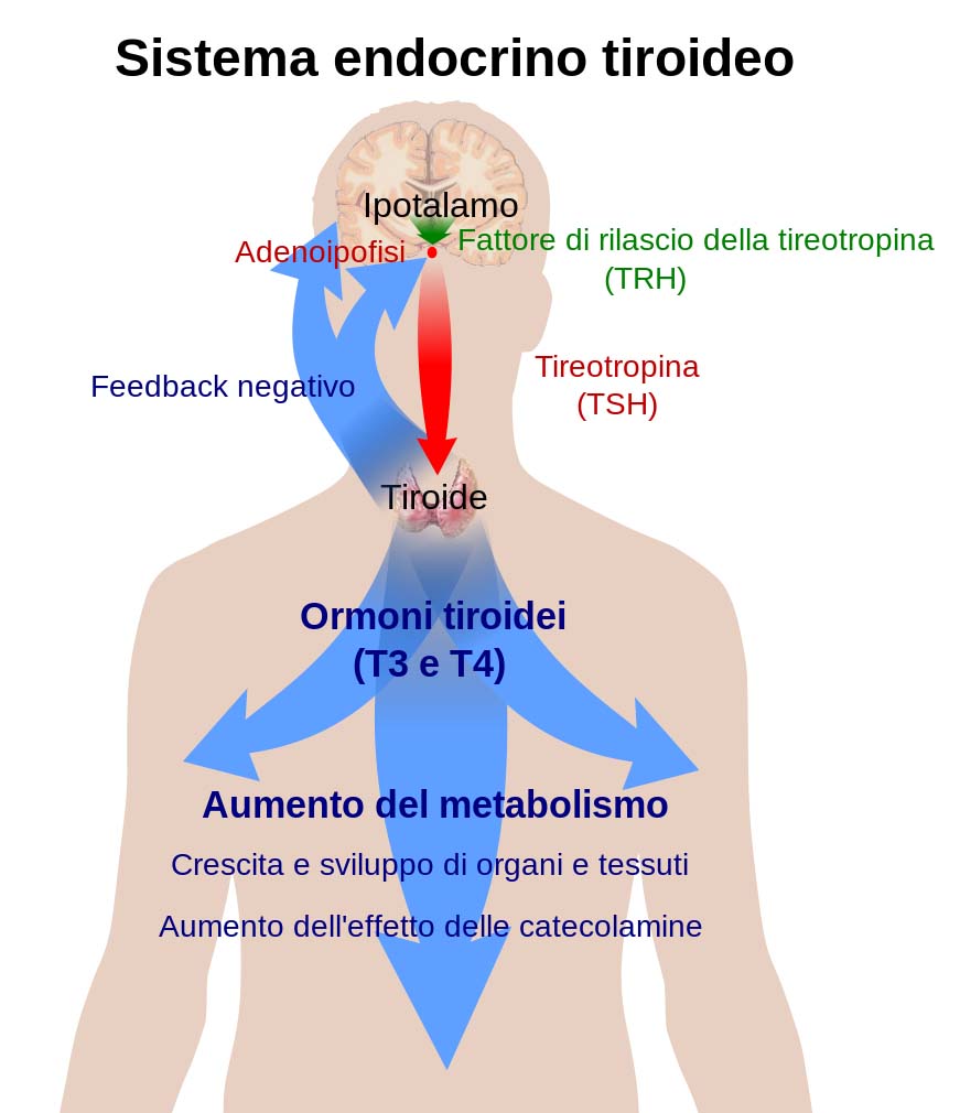 Sistema endocrino tiroideo Sistema endocrino tiroideo
