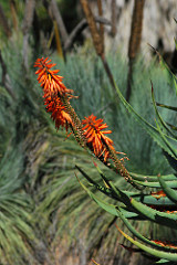 fiore aloe x estrazione succo