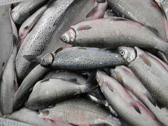 pesce omega 3 pesce omega 3