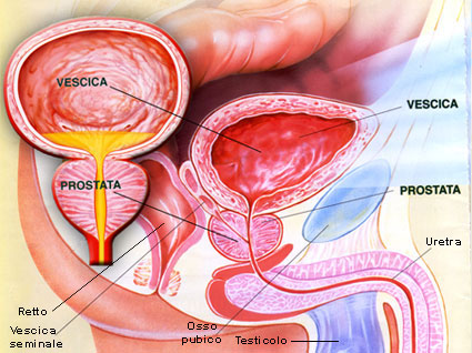 prostata prostata