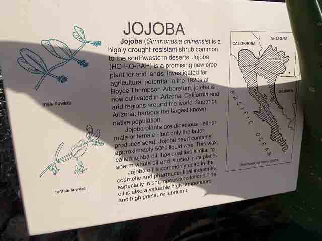 Pianta Di Jojoba Pianta Di Jojoba