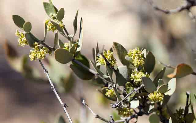 Pianta Olio Di Jojoba