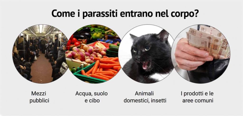 Come entrano i parassiti intestinali Come entrano i parassiti intestinali
