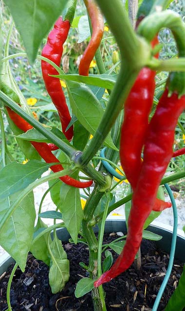 Peperoncino Cayenna Peperoncino Cayenna miorilassante naturale