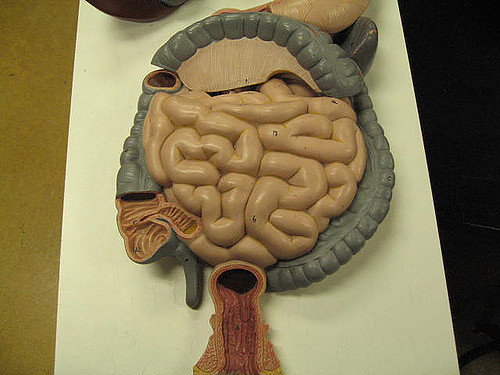tratto apparato digerente tratto apparato digerente