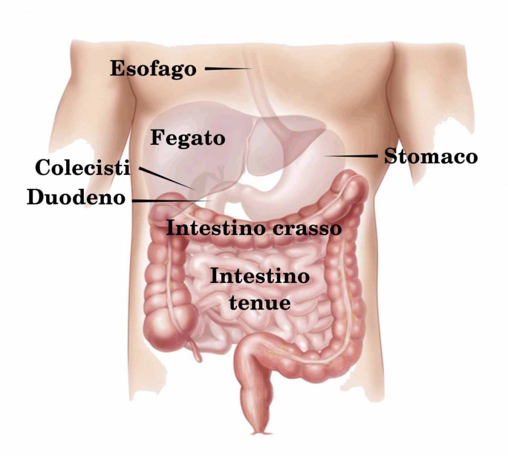 intestino e stipsi intestino e stipsi
