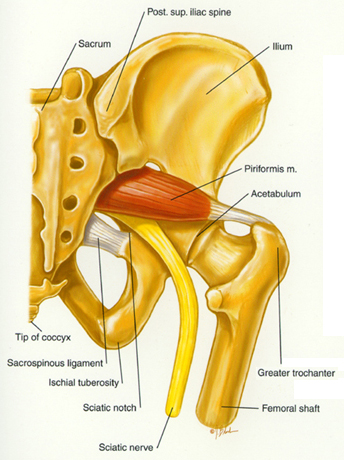 Muscolo Piriforme