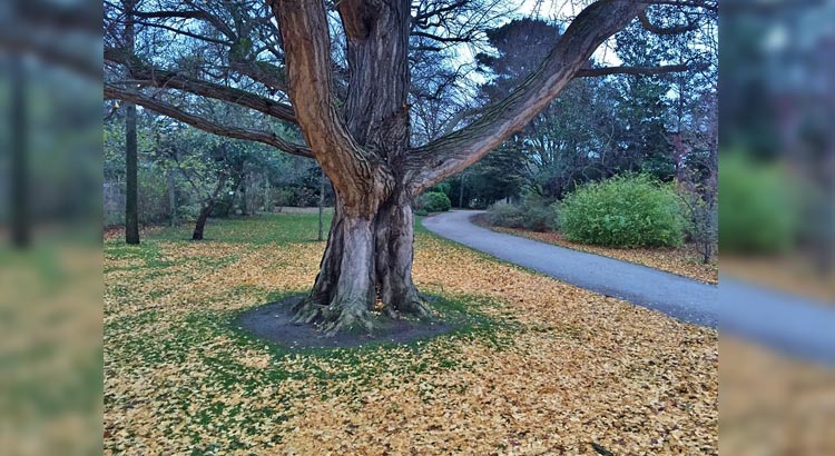 Ginko Biloba proprietà