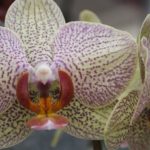 Le proprietà benefiche dell'orchidea e cenni storici