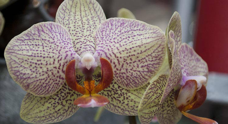 Le proprietà benefiche dell'orchidea e cenni storici
