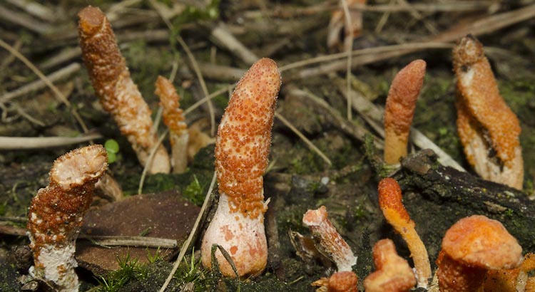 fungo cordyceps